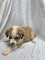 Green, a male Australian Shepherd and Great Pyrenees for sale in Greenville, SC – 10 of 10
