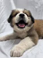 Pink, a female Australian Shepherd and Great Pyrenees for sale in Greenville, SC – 2 of 9