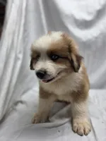 Yellow, a male Australian Shepherd and Great Pyrenees for sale in Greenville, SC – 5 of 9