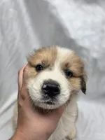 Blue, a male Australian Shepherd and Great Pyrenees for sale in Greenville, SC – 5 of 10
