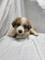 Green, a male Australian Shepherd and Great Pyrenees for sale in Greenville, SC – 6 of 10