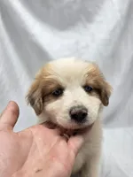 Red, a female Australian Shepherd and Great Pyrenees for sale in Greenville, SC – 6 of 9