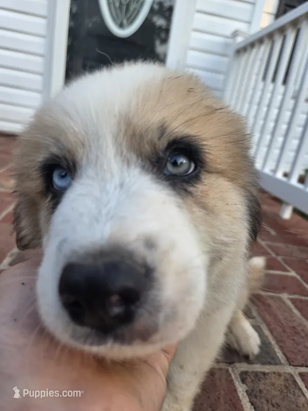 Max – Australian Shepherd, Great Pyrenees puppy for sale in Greenville, SC