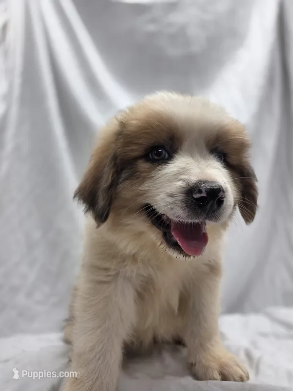 Gray – Australian Shepherd, Great Pyrenees puppy for sale in Greenville, SC