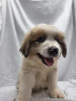 Gray, a male Australian Shepherd and Great Pyrenees for sale in Greenville, SC – 1 of 7