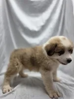 Orange, a male Australian Shepherd and Great Pyrenees for sale in Greenville, SC – 6 of 8
