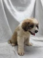 Gray, a male Australian Shepherd and Great Pyrenees for sale in Greenville, SC – 5 of 7