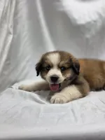 Pink, a female Australian Shepherd and Great Pyrenees for sale in Greenville, SC – 5 of 9