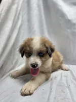 Green, a male Australian Shepherd and Great Pyrenees for sale in Greenville, SC – 9 of 10