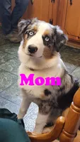 Max, a male Australian Shepherd and Great Pyrenees for sale in Greenville, SC – 8 of 10