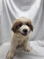 Gray, a male Australian Shepherd and Great Pyrenees for sale in Greenville, SC – 2 of 7