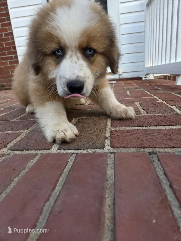 Bear – Australian Shepherd, Great Pyrenees puppy for sale in Greenville, SC
