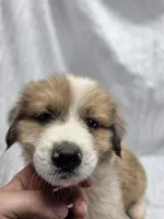 Blue, a male Australian Shepherd and Great Pyrenees for sale in Greenville, SC – 10 of 10
