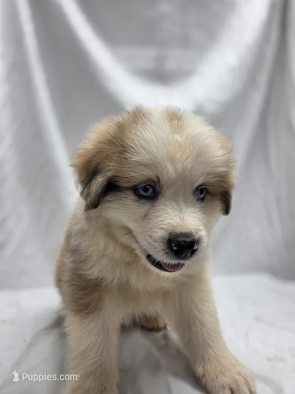 Teal – Australian Shepherd, Great Pyrenees puppy for sale in Greenville, SC