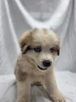 Teal, a male Australian Shepherd and Great Pyrenees for sale in Greenville, SC – 1 of 9