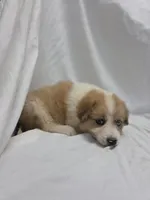 Purple, a female Australian Shepherd and Great Pyrenees for sale in Greenville, SC – 3 of 8