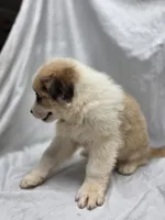Orange, a male Australian Shepherd and Great Pyrenees for sale in Greenville, SC – 7 of 8