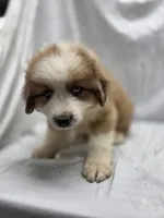 Yellow, a male Australian Shepherd and Great Pyrenees for sale in Greenville, SC – 3 of 9