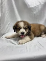 Pink, a female Australian Shepherd and Great Pyrenees for sale in Greenville, SC – 3 of 9
