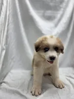 Orange, a male Australian Shepherd and Great Pyrenees for sale in Greenville, SC – 2 of 8