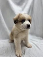Orange, a male Australian Shepherd and Great Pyrenees for sale in Greenville, SC – 5 of 8