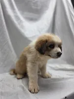 Gray, a male Australian Shepherd and Great Pyrenees for sale in Greenville, SC – 6 of 7