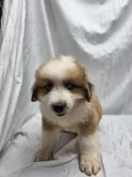 Yellow, a male Australian Shepherd and Great Pyrenees for sale in Greenville, SC – 7 of 9