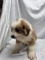 Yellow, a male Australian Shepherd and Great Pyrenees for sale in Greenville, SC – 6 of 9