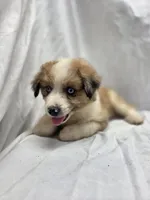 Green, a male Australian Shepherd and Great Pyrenees for sale in Greenville, SC – 2 of 10