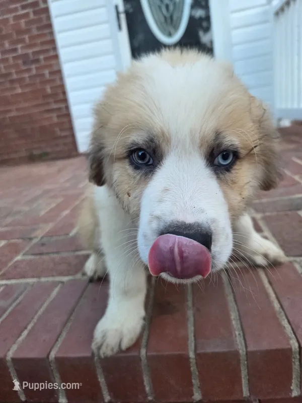 Gray – Australian Shepherd, Great Pyrenees puppy for sale in Greenville, SC