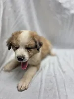 Green, a male Australian Shepherd and Great Pyrenees for sale in Greenville, SC – 7 of 10