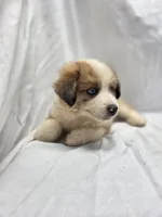 Green, a male Australian Shepherd and Great Pyrenees for sale in Greenville, SC – 3 of 10