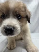 Blue, a male Australian Shepherd and Great Pyrenees for sale in Greenville, SC – 4 of 10