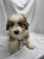 Yellow, a male Australian Shepherd and Great Pyrenees for sale in Greenville, SC – 2 of 9