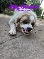 Max, a male Australian Shepherd and Great Pyrenees for sale in Greenville, SC – 10 of 10