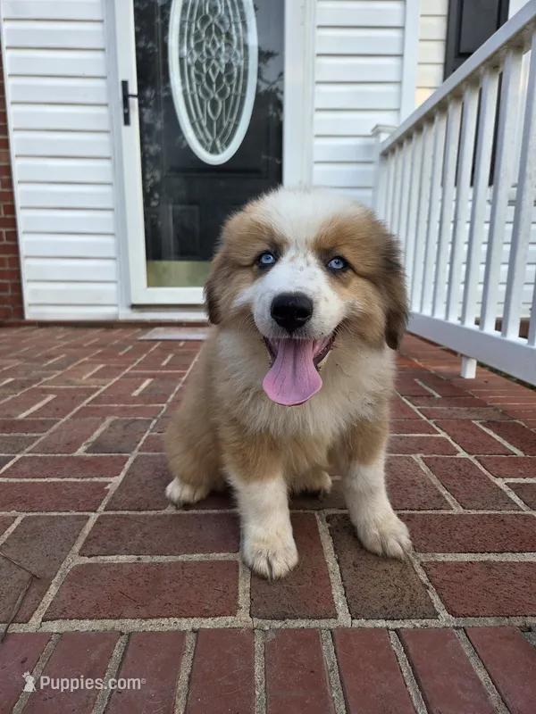 Bear – Australian Shepherd, Great Pyrenees puppy for sale in Greenville, SC