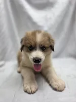 Blue, a male Australian Shepherd and Great Pyrenees for sale in Greenville, SC – 7 of 10