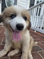 Max, a male Australian Shepherd and Great Pyrenees for sale in Greenville, SC – 4 of 10