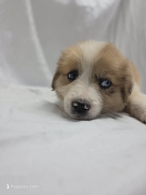 Purple – Australian Shepherd, Great Pyrenees puppy for sale in Greenville, SC