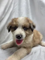 Green, a male Australian Shepherd and Great Pyrenees for sale in Greenville, SC – 4 of 10