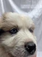 Teal, a male Australian Shepherd and Great Pyrenees for sale in Greenville, SC – 7 of 9
