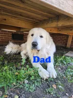 Max, a male Australian Shepherd and Great Pyrenees for sale in Greenville, SC – 9 of 10