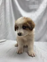 Red, a female Australian Shepherd and Great Pyrenees for sale in Greenville, SC – 2 of 9