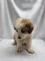 Red, a female Australian Shepherd and Great Pyrenees for sale in Greenville, SC – 3 of 9