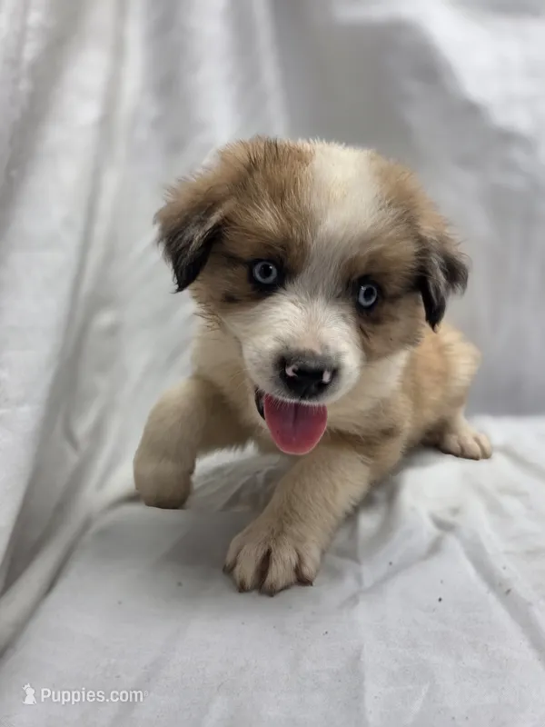 Green – Australian Shepherd, Great Pyrenees puppy for sale in Greenville, SC