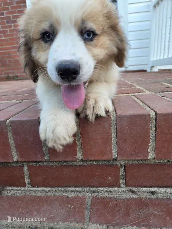 Gray – Australian Shepherd, Great Pyrenees puppy for sale in Greenville, SC