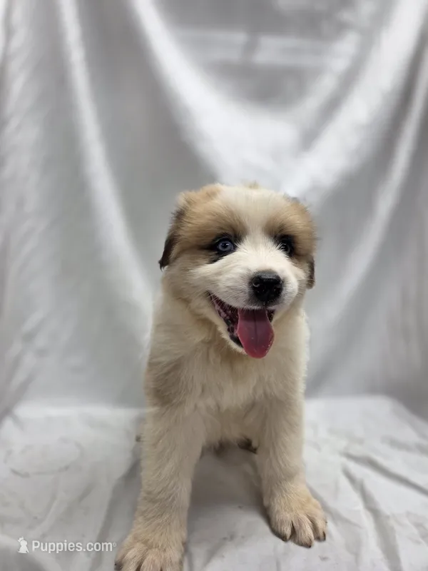 Orange – Australian Shepherd, Great Pyrenees puppy for sale in Greenville, SC