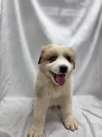Orange, a male Australian Shepherd and Great Pyrenees for sale in Greenville, SC – 1 of 8