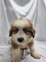 Yellow, a male Australian Shepherd and Great Pyrenees for sale in Greenville, SC – 9 of 9