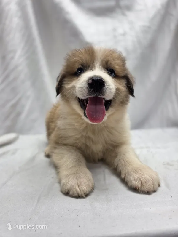Blue – Australian Shepherd, Great Pyrenees puppy for sale in Greenville, SC